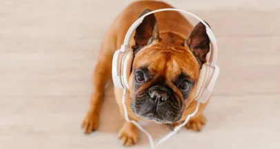 Tvoj pes obožuje ti dve zvrsti glasbe - Modna.si