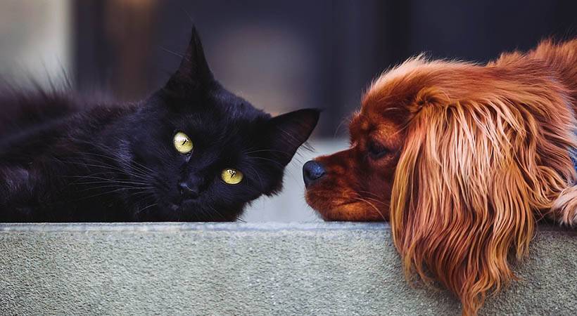 Razkrita glavna razlika med ljubitelji mačk in ljubitelji psov