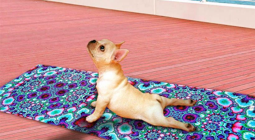 9 noro smešnih fotografij živali med izvajanjem joge