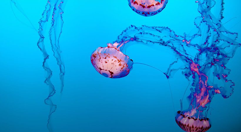 Kako ukrepati, če te opeče meduza
