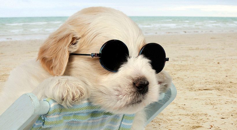 Ali lahko psa opeče sonce?