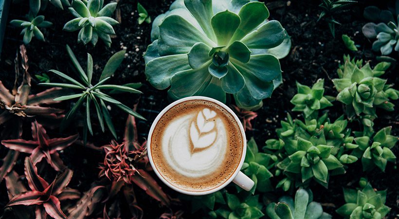 Bi morali rastline zalivati s kavo?