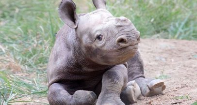 Viralni video poskočnega malega nosoroga ti bo polepšal dan