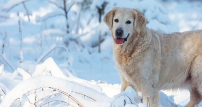 Viralen video: Pes, ki drsi po snegu, te bo nasmejal do ušes!