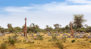 Zebre, žirafe v safariju - Modna.si