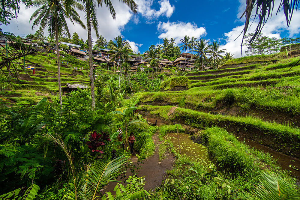 Riževa polja na Baliju - Modna.si