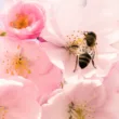 Svetovni dan čebel: Zakaj so te majhne opraševalke tako pomembne?