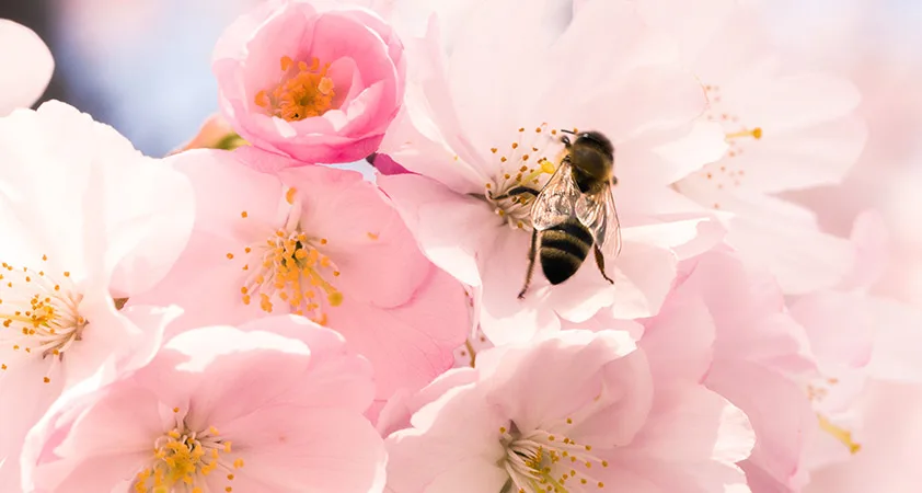 Svetovni dan čebel: Zakaj so te majhne opraševalke tako pomembne?
